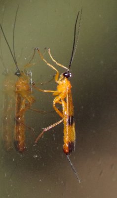 Acrotaphus wiltii