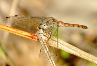 Blue-Faced Meadowhawk