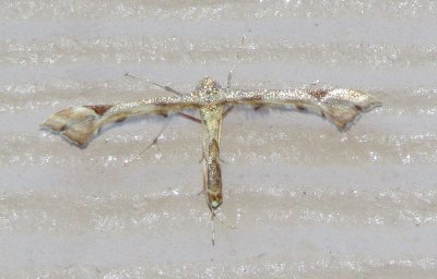 Artichoke Plume Moth