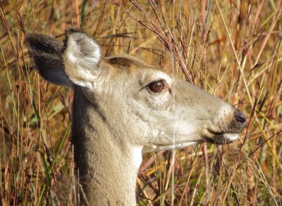 White-Tailed Deer