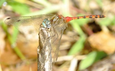 Blue-Faced Meadowhawk