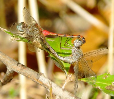 Blue-Faced Meadowhawk