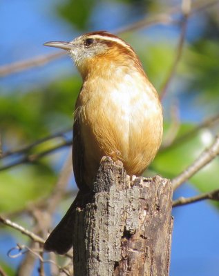 Carolina Wren