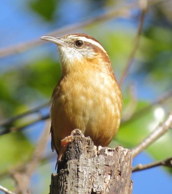 Carolina Wren