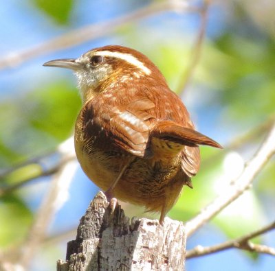 Carolina Wren