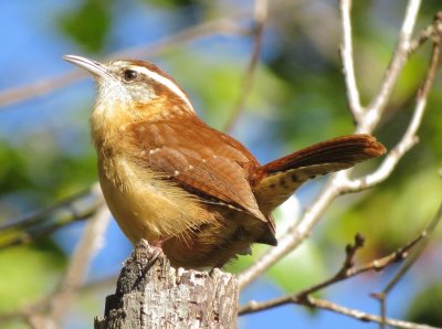 Carolina Wren