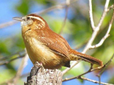 Carolina Wren