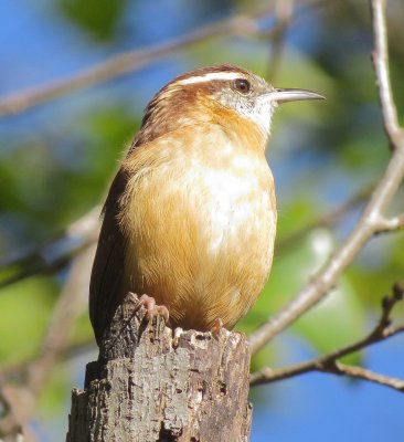 Carolina Wren