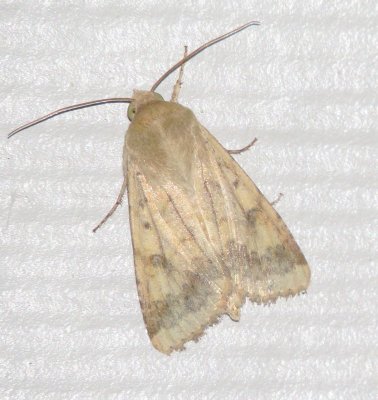 Unidentified Moth