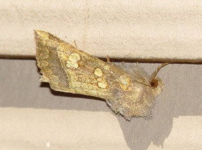 Rigid Sunflower Borer Moth