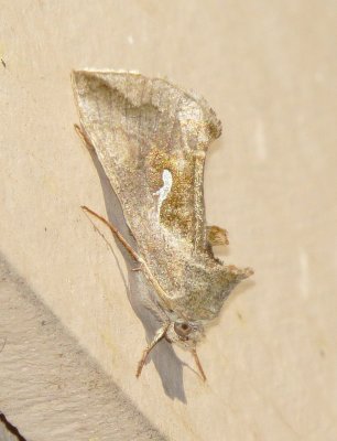 Looper Moth Species