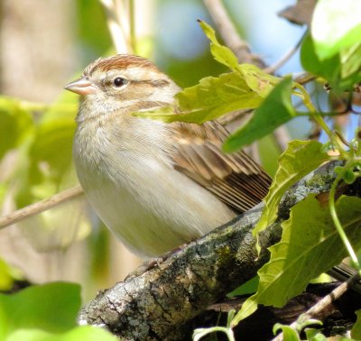 Chipping Sparrow