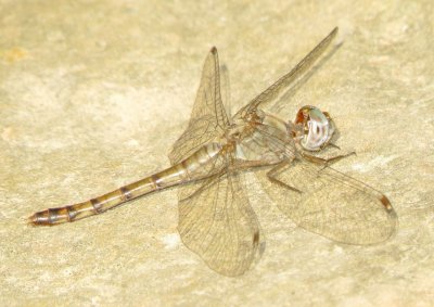 Blue-Faced Meadowhawk