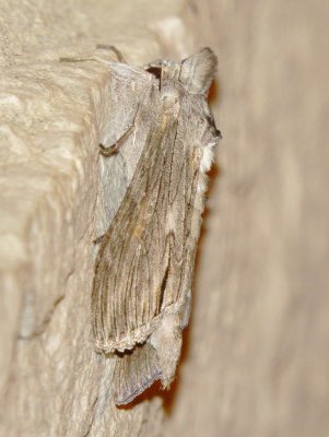 Cucullia laetifica