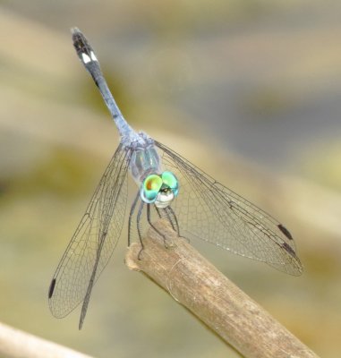 Spot-Tailed Dasher