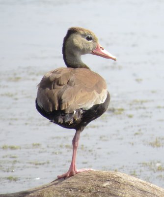 Black-Bellied Whistling Duck