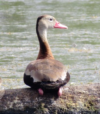 Black-Bellied Whistling Duck