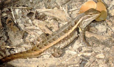 Rose-Bellied Lizard