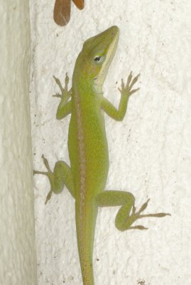 Green Anole