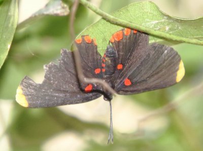 Red-Bordered Pixie