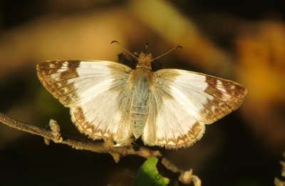 Laviana White Skipper