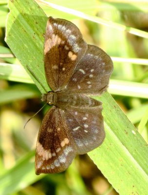 Sickle-Winged Skipper