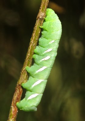 Vine Sphinx Moth