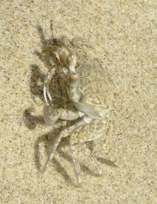 Atlantic Ghost Crab