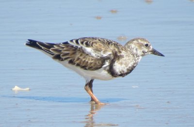 Ruddy Turnstone
