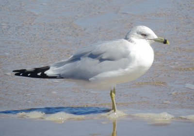 Ring-Billed Gull