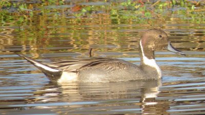 Northern Pintail