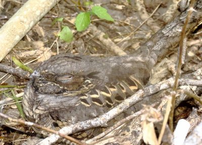 Common Pauraque