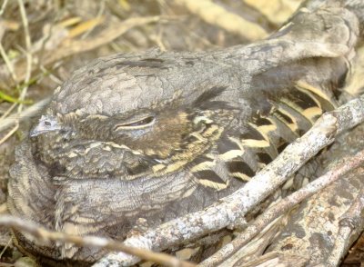 Common Pauraque