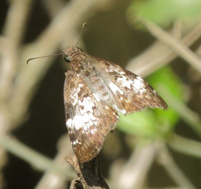 White-Patched Skipper