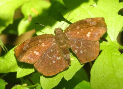 Sickle-Winged Skipper