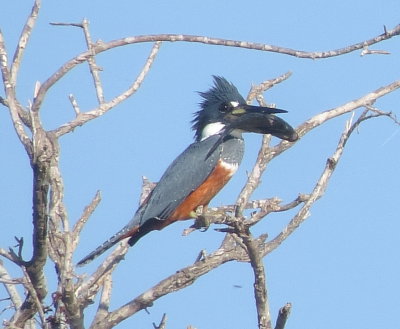 Ringed Kingfisher