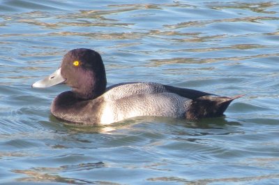 Lesser Scaup
