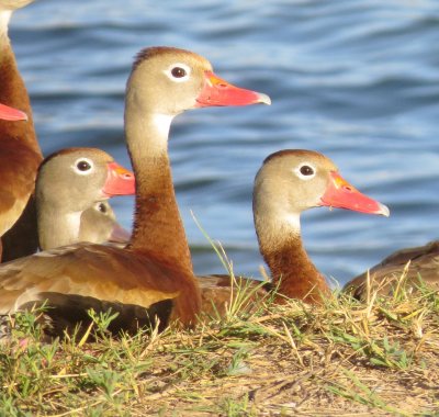 Black-Bellied Whistling Duck