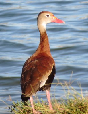 Black-Bellied Whistling Duck