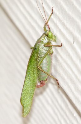 Fork-Tailed Bush Katydid