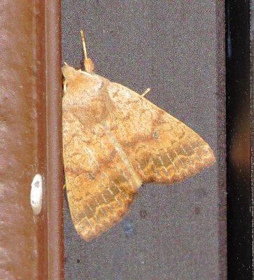 Bicolored Sallow