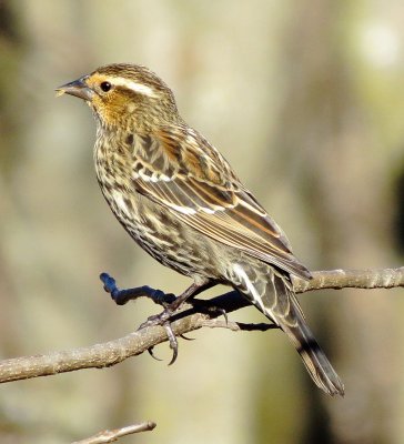 Red-Winged Blackbird