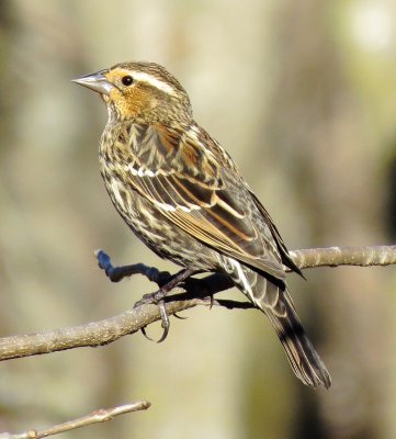 Red-Winged Blackbird