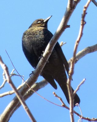 Rusty Blackbird