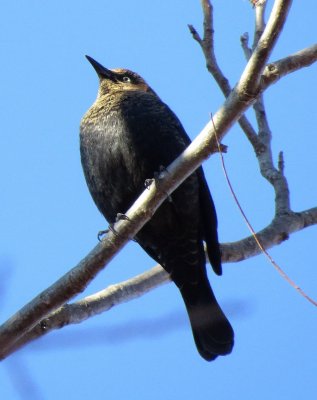 Rusty Blackbird