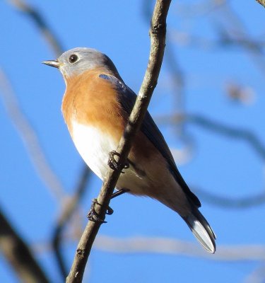 Eastern Bluebird