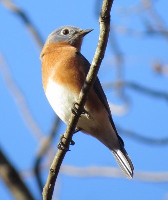 Eastern Bluebird