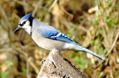 Blue Jay