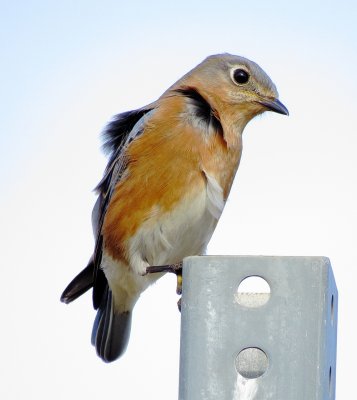 Eastern Bluebird