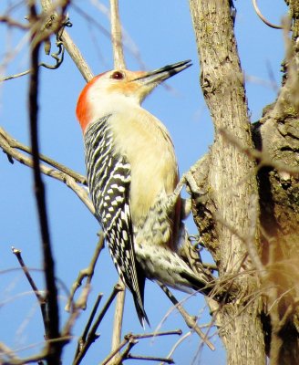 Red-Bellied Woodpecker